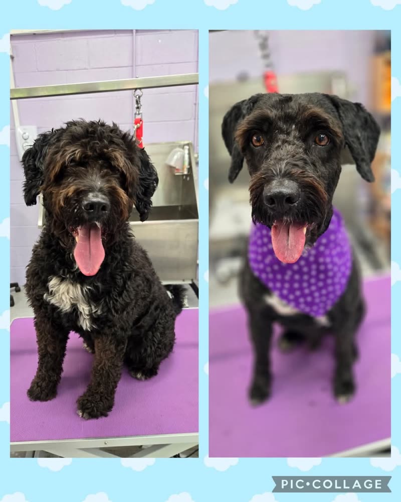 Two freshly groomed black curly-coated dogs on the purple grooming table at the salon