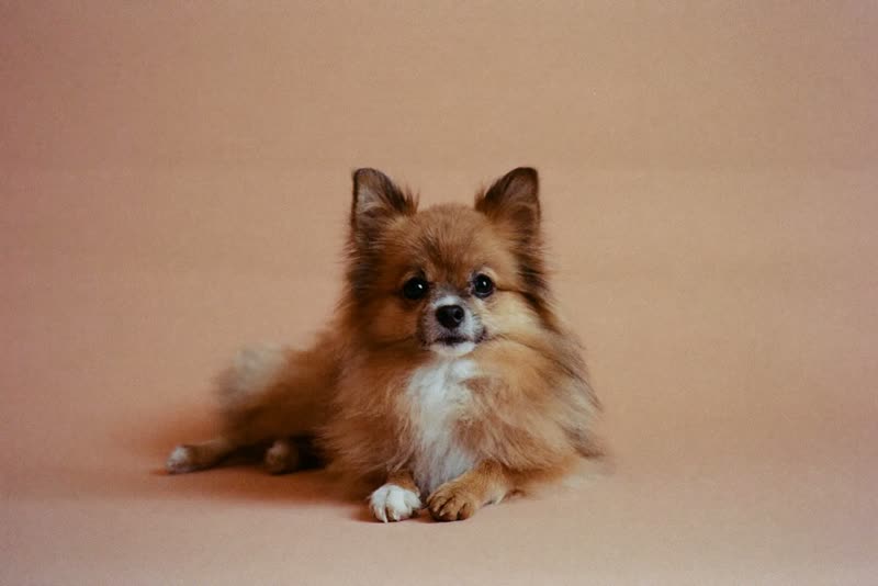 A relaxed long-haired dog lying calmly