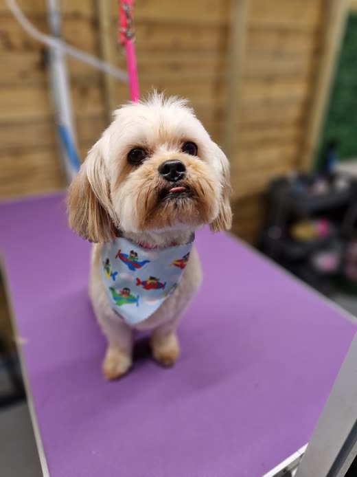 A freshly groomed cream terrier-cross in a patterned bandana on a purple grooming table