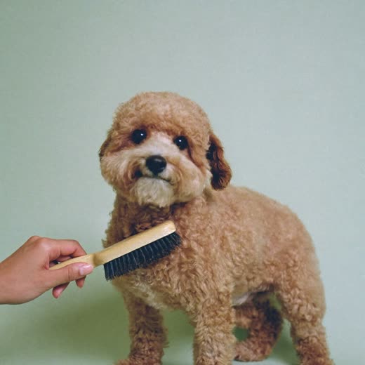 A small curly-coated dog being brushed