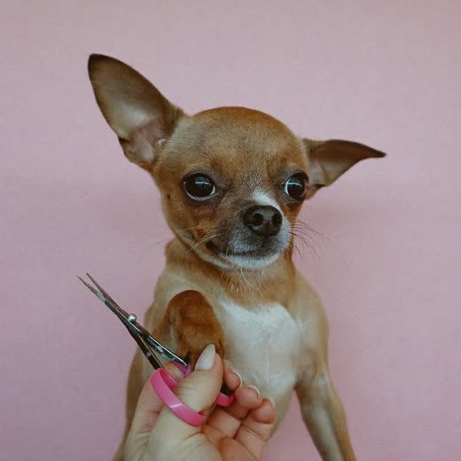 A dog's paw held for a nail clip