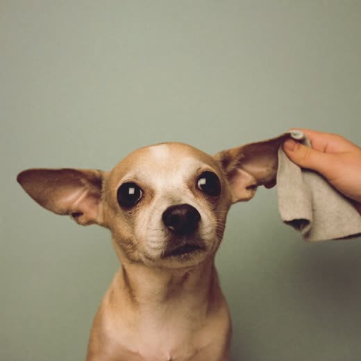 A small dog having its ears and face gently tidied